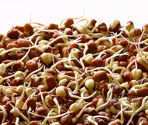 VIGNA_UNGUICULATA_COW_PEA