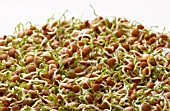 LENS CULINARIS, LENTIL