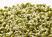 VIGNA RADIATA, MUNG BEAN