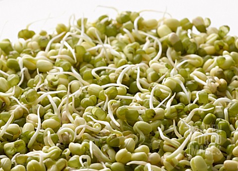 VIGNA_RADIATA_MUNG_BEAN