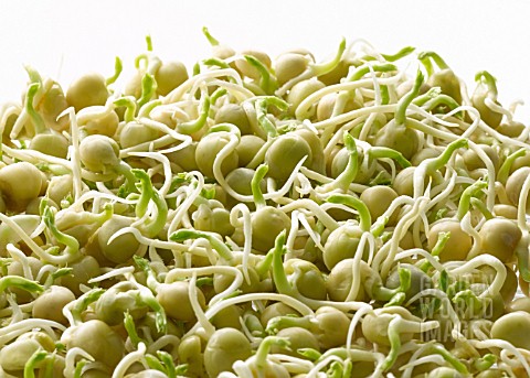 PISUM_SATIVUM_PEA