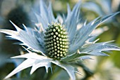 ERYNGIUM GIGANTEUM MISS WILMOTTS GHOST, SEA HOLLY - MISS WILMOTTS GHOST