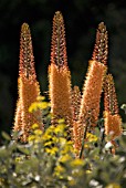 EREMURUS X ISABELLINUS ‘CLEOPATRA’, FOXTAIL LILY