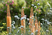 EREMURUS X ISABELLINUS ‘CLEOPATRA’, FOXTAIL LILY