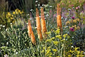 EREMURUS X ISABELLINUS ‘CLEOPATRA’, FOXTAIL LILY