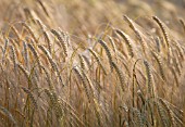 HORDEUM, BARLEY