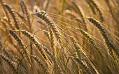 HORDEUM, BARLEY