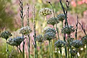 ALLIUM CANADENSE ‘WHITE FLAG’, WHITE FLAG ONION