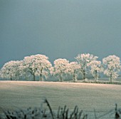 QUERCUS ROBUR, OAK