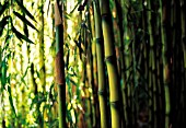 PHYLLOSTACHYS AUREOSULCATA, BAMBOO