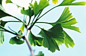 GINKGO BILOBA, GINKGO, MAIDENHAIR TREE