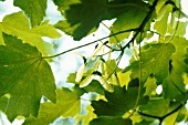 ACER PSEUDOPLATANUS, SYCAMORE