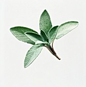 SALVIA OFFICINALIS, SAGE