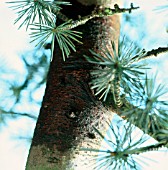 CEDRUS ATLANTICA, ATLAS CEDAR