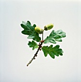 QUERCUS ROBUR, OAK - ACORN