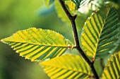 CARPINUS BETULUS (AGM), (HORNBEAM)