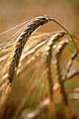 HORDEUM, BARLEY