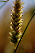 TRITICUM, WHEAT