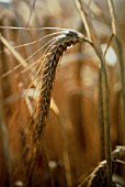 HORDEUM, BARLEY