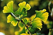 GINKGO BILOBA, GINKGO, MAIDENHAIR TREE