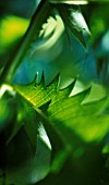 MELIANTHUS MAJOR, HONEY BUSH