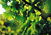 GINKGO BILOBA, GINGKO, MAIDENHAIR TREE