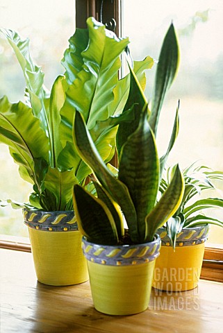 SANSEVIERIA_TRIFASCIATA_MOTHERINLAWS_TONGUE