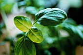 OCIMUM BASILICUM, BASIL