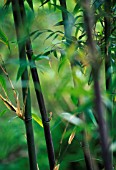 PHYLLOSTACHYS NIGRA, BAMBOO - BLACK BAMBOO