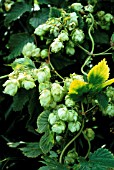 HUMULUS LUPULUS, HOP