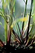 CYMBOPOGON CITRATUS, LEMON GRASS