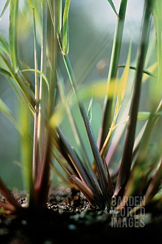 CYMBOPOGON_CITRATUS_LEMON_GRASS