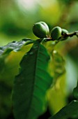 COFFEA ARABICA, COFFEE