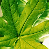 FATSIA JAPONICA, FATSIA