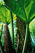 GUNNERA MANICATA, GUNNERA