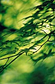 ACER PALMATUM, JAPANESE MAPLE