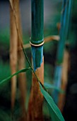 PHYLLOSTACHYS, BAMBOO