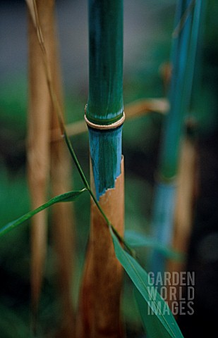 PHYLLOSTACHYS_BAMBOO