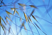 STIPA GIGANTEA, GOLDEN OATS