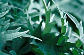 CYNARA CARDUNCULUS, CARDOON