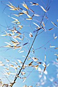 STIPA GIGANTEA, GOLDEN OATS