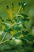 PETROSELINUM NEAPOLITANUM, PARSLEY - FLAT LEAF PARSLEY