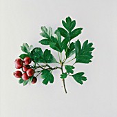 CRATAEGUS, HAWTHORN