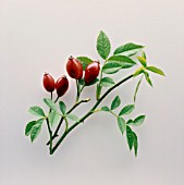 ROSA CANINA, ROSEHIP