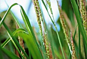 ORYZA SATIVA, RICE