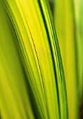 PHORMIUM TENAX YELLOW WAVE, NEW ZEALAND FLAX
