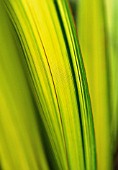 PHORMIUM TENAX YELLOW WAVE, NEW ZEALAND FLAX