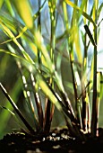 CYMBOPOGON CITRATUS, LEMON GRASS