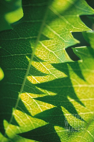 MELIANTHUS_MAJOR_HONEY_BUSH