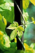 HUMULUS LUPULUS, HOP